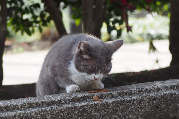 レックス　カリカリ食べる