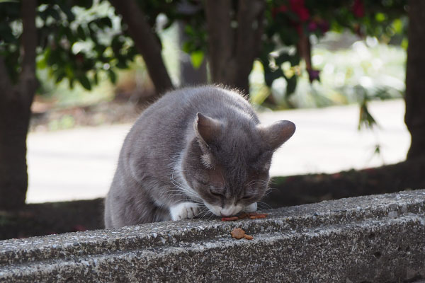 レックス　カリカリ食べる２