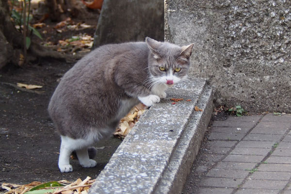 レックス　立ってる横から