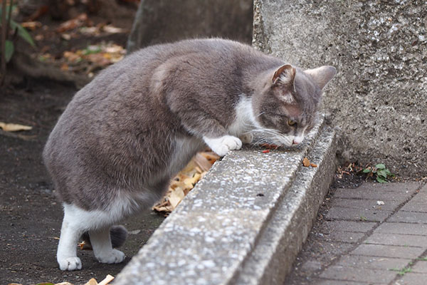 レックス　立ってる横から２