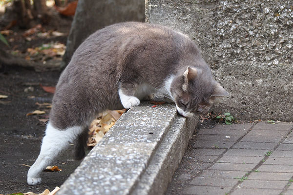 レックス　立ってる横から３