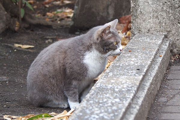 レックス　ぺろん