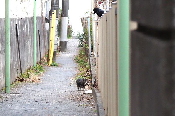 まることカラス