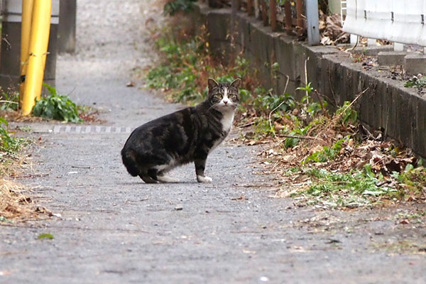 まるこ　逃げて様子見る