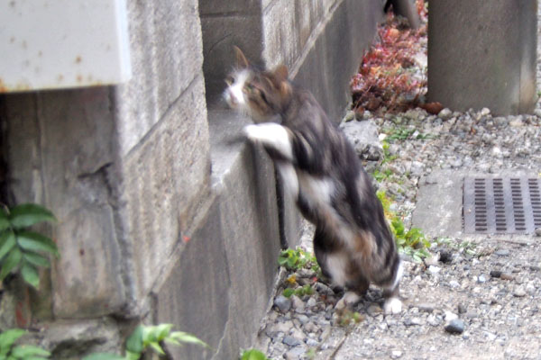 まるこ　出て来たけどやっぱり隠れる