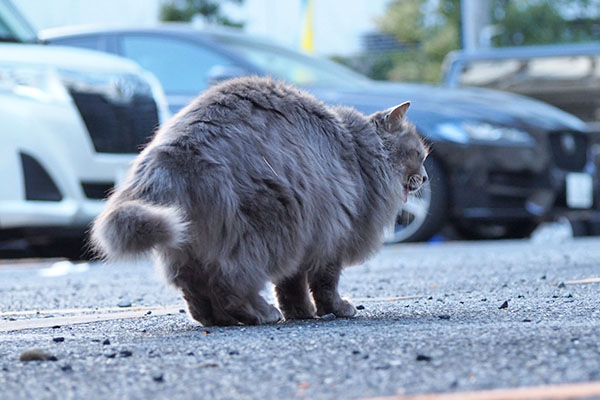 マフ　ぺろぺろ