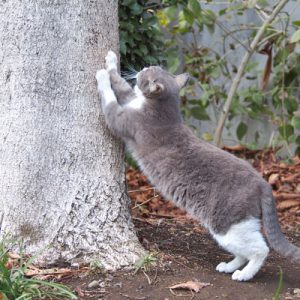 rex streching with tree
