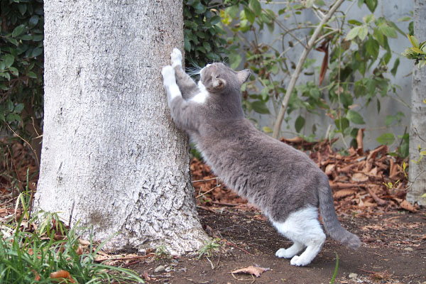 rex streching with tree