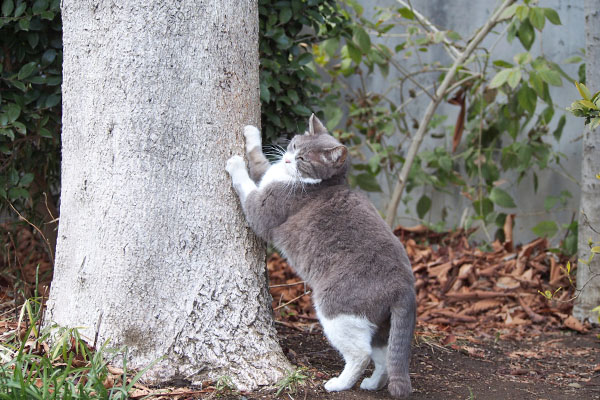 レックス　再び爪をとぐ