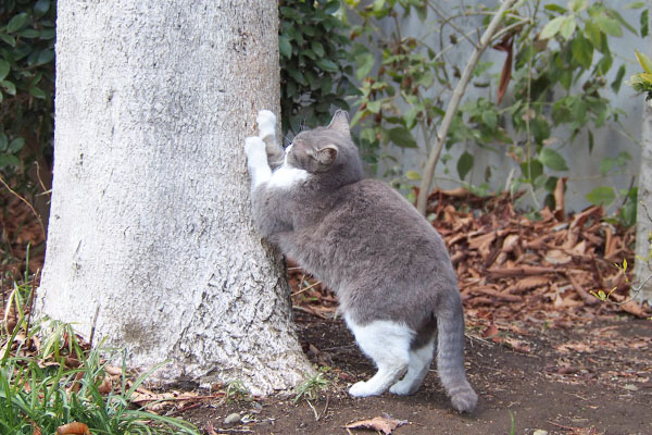 レックス　どんどん下がる