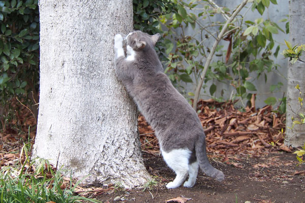 レックス　いきなり伸びた