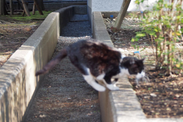 ポチ　跳ぶ