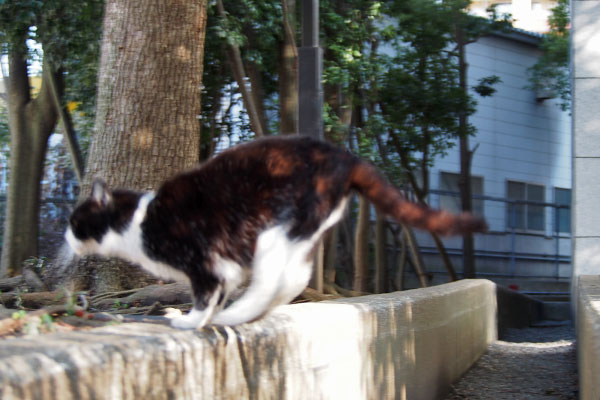 ポチ　食べ終わって跳んだ