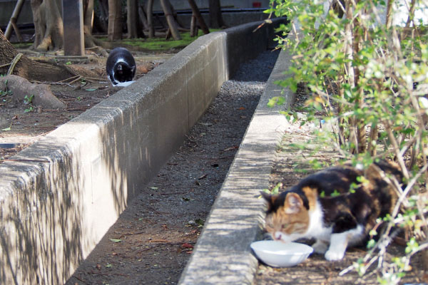 離れて食べる　ミクとポチ