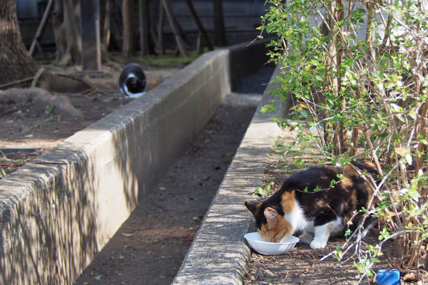 離れて食べる　ミクとポチ２