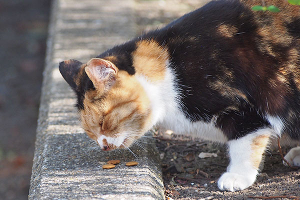 ミクにカリカリ１