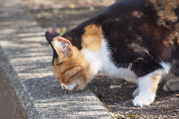 ミクにカリカリ２