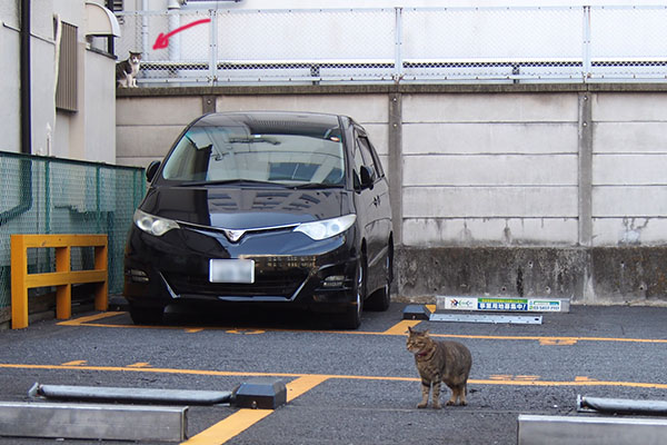 らい太　歩き出す　上にコルビ