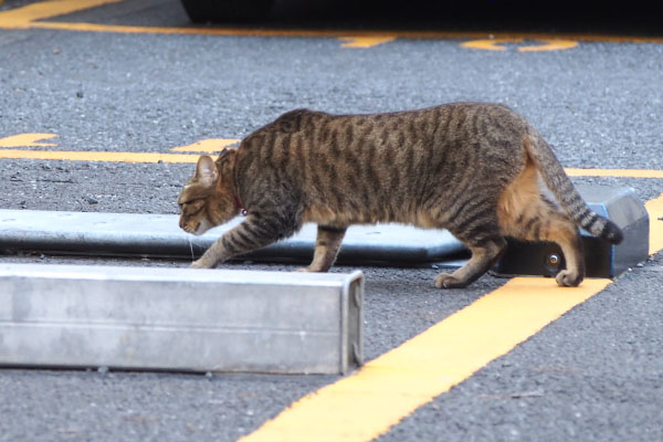 らい太　肩の辺りが男のコ