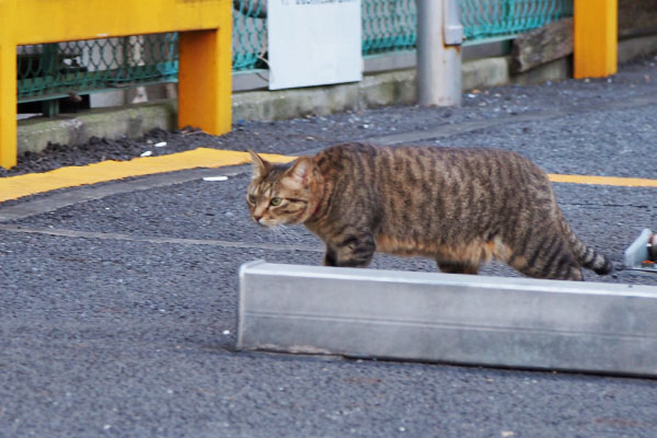 らい太　どこを目指す