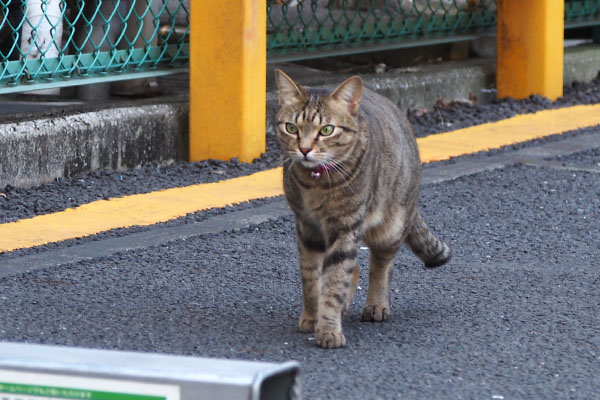 らい太　遠くまで行かないでね