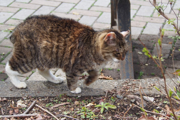 フォックス　歩く