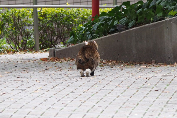 フォックス　後ろ姿がかわいい