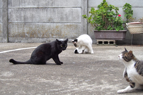 モノタとしろまるとリンクス