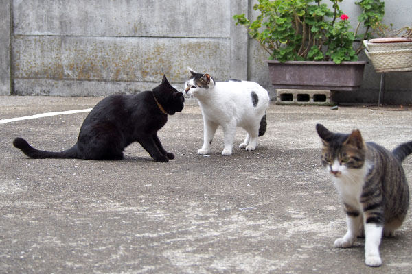 モノタに挨拶するしろまる