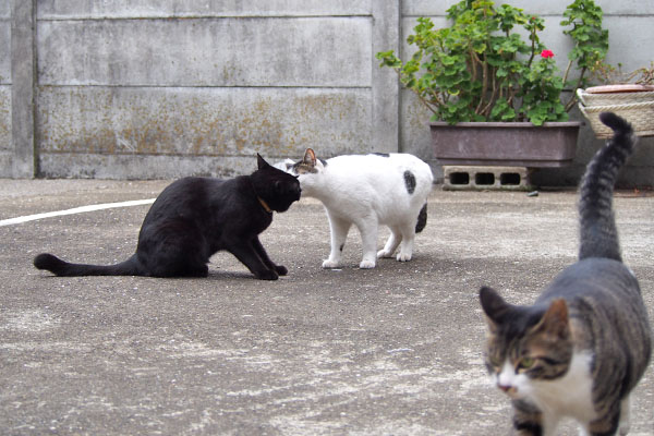 モノタとしろまる　挨拶