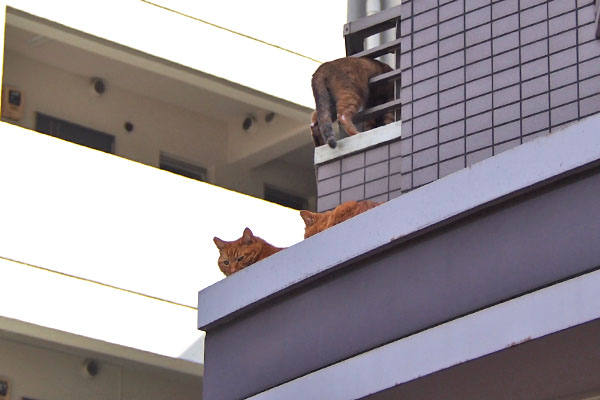 ギザともうひとりとサビちゃんのお尻