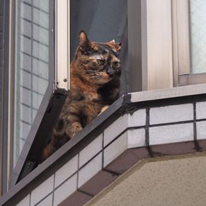 家猫サビちゃん