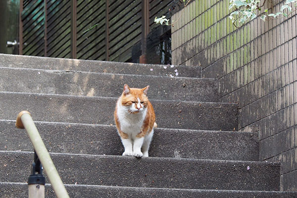 ムートン　階段の途中