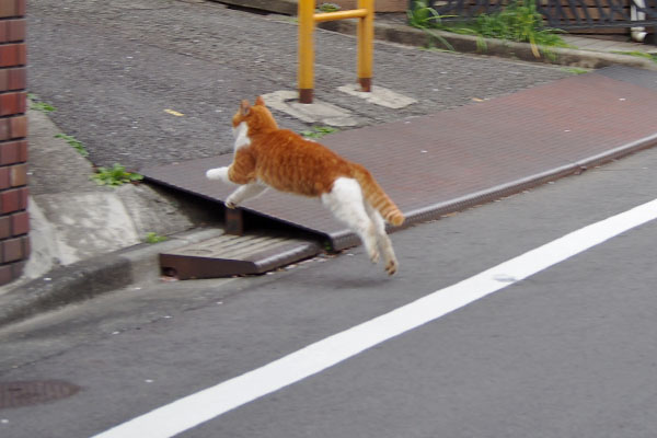 ムートン　飛んだ