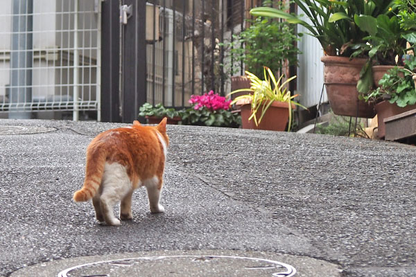 ムートン　余裕で歩く