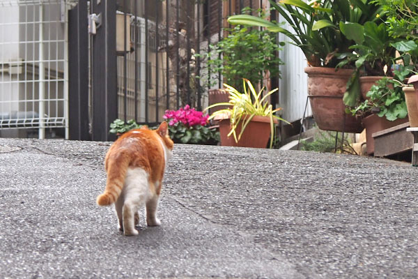 ムートン　歩く