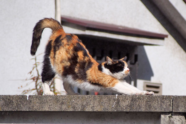 れもん　前足伸ばす