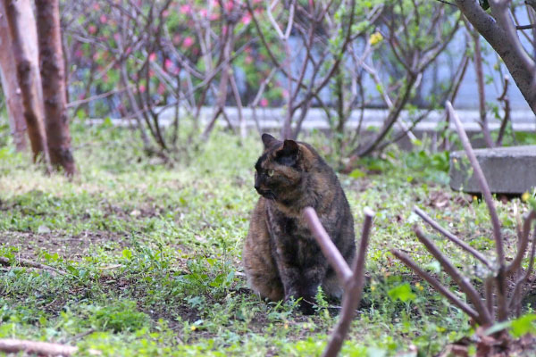 ロミ　ここだったはず