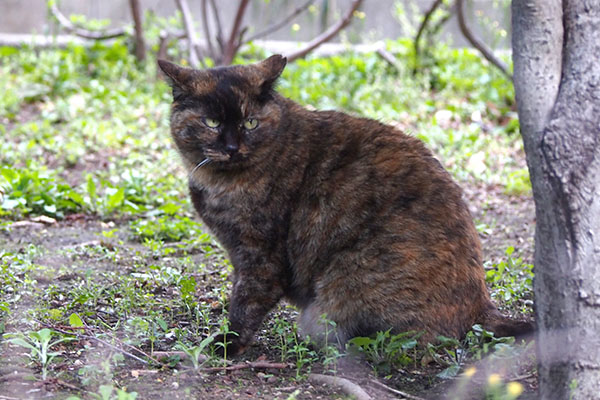 ロミ　お前の仕業か