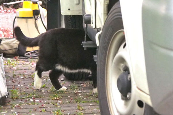 ブッチ　車の下へ消えて行く