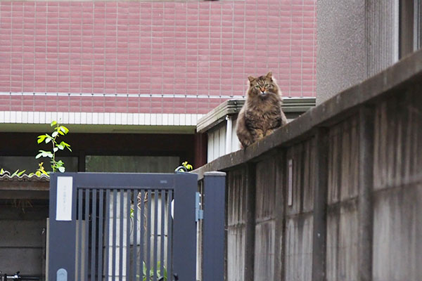 裏道から見たら　くり坊