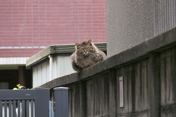 警戒する　くり坊