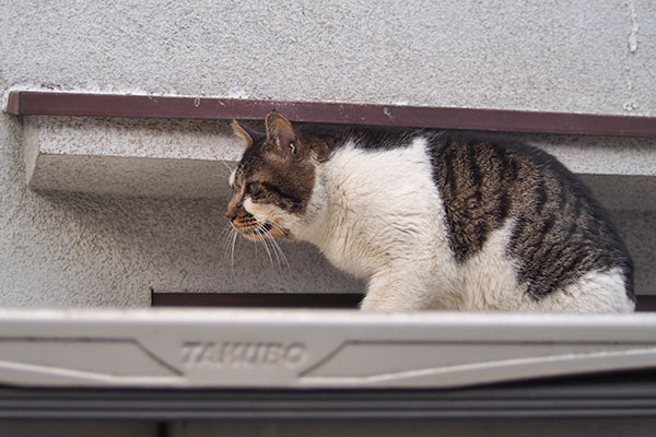 オンブレ　物置の上に移動