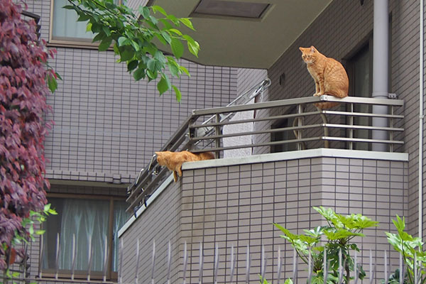 別の日　ギザとつぶ