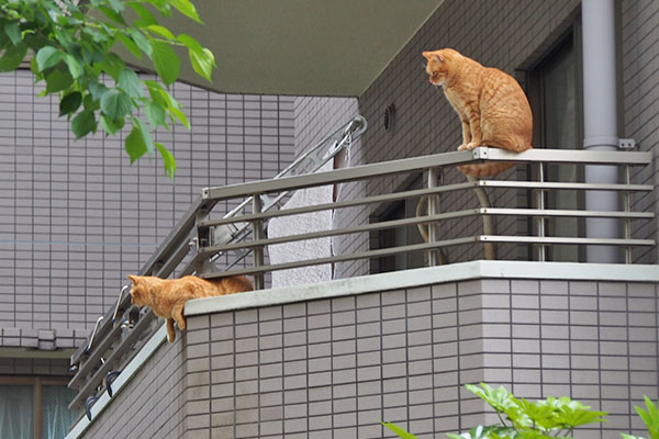 別の日　ギザとつぶ２