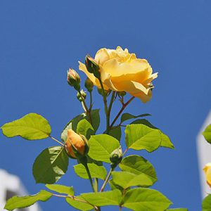 yellow rose in sky