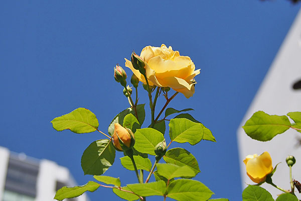 yellow rose in sky