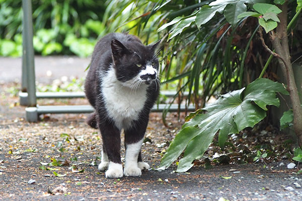 ブッチ　止まって右見る