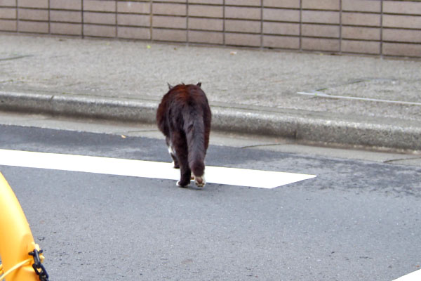 ブッチ　道路横断