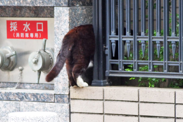 ブッチ　マンションの柵の隙間から